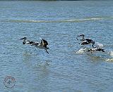 Australian Pelican 9Y185D-051